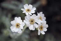 Achillea clavennae - closeup flowers