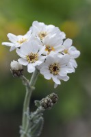 Achillea clavennae - closeup flowers