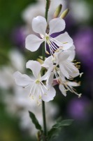 Gaura lindheimeri 'Geyser White'