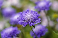 Scabious columbaria 'Butterfly Blue'