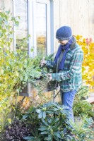 Woman planting Ivy in wooden window box