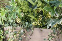 Wooden window box planted with Fatsia japonica 'Spiderweb', Skimmia japonica 'Finchy' and 'Oberries White', Stipa tenuissima 'Pony Tails' and Ivy on wooden bench