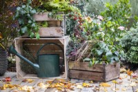 Wooden crate planted with Helleborus 'Ice N' Roses Picotee', Carex comans 'Bronco' and Euphorbia amygdaloides 'Purpurea' next to crate with watering can with scattered autumn leaves