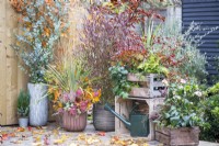 Pots and wooden crates with mixed planting of Helleborus, Fern, Azalea, Dodonaea, Cordyline, Callunas, Ivy, Chamaecyparis, Eucalyptus and Cotoneaster arranged on wooden deck with autumn leaves scattered