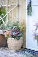 Wicker pot containing Skimmia japonica 'Rubella', Thuja occidentalis 'Rheingold', Dryopteris erythrosora - Fern and Stipa arundinacea 'Pheasants Tail Grass'