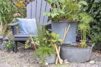 Galvanised metal containers planted with Acorus gramineus 'Ogon', Juncus inflexus 'Hard Rush', Gunnera manicata, Rodgersia pinnata 'Maurice Mason', Houttuynia 'Flame', Isolepis cernua, with metal basin pond planted with Cyperus percamenthus and Nymphaea 'Sulphurea' with bamboo ladder and pebbles