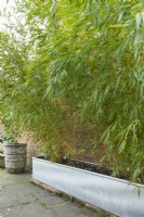 Phyllostachys aureosulcata spectabilis - bamboo planted in a galvanised metal livestock watering trough next to a brick wall. April.