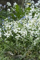 Arabis alpina subsp. caucasica 'Flore Pleno' - Snow in summer, Mountain Rock Cress, growing with self-seeded forget-me-nots. April.