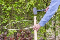 Woman hammering birch plant support into ground in border