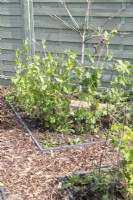 Pea 'Purple Podded' growing up birch twigs for support