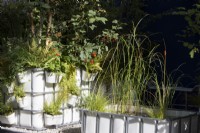 Repurposed upcycled industrial IBC -  intermediate bulk containers to create a modern contemporary pond with aquatic plants of Typha gracilis - Cat's Tail Bulrush, Cyperus longus and Carex riparia and a container with ferns ornamental grasses, Betula pendula and Viburnum opulus - Guelder Rose berries at RHS Chelsea Flower Show September 2021