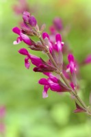 Salvia Mulberry Pink