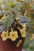 Achimenes Yellow Beauty - Hot water plant
