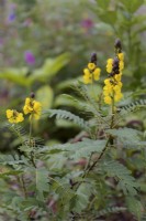 Popcorn cassia -Senna didymobotrya