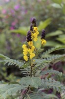 Popcorn cassia -Senna didymobotrya