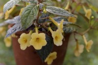 Achimenes Yellow Beauty - Hot water plant