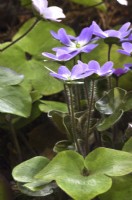 Hepatica x schlyteri Ashwood hybrids. April