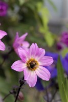 Dahlia Perfect Partner with Bombus pascuorum - common carder bee