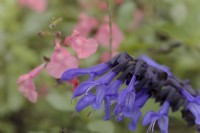 Salvia Blue Suede Shoes with Salvia Salmon Dance