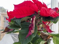 Christmas poinsettia showing leaf damage and drop