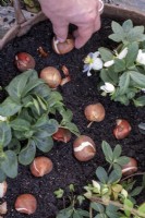 Planting tulip bulbs in a container, amongst Hellebores, winter