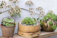 Containers of Sempervivum succulents, houseleeks. Left to right: S. 'Sir William Lawrence', S. 'Limelight' in vintage flour sieve, and S. 'Midas' in vintage brass kettle,