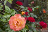 Rosa 'Precious Amber' with Rosa 'Precious Ruby'