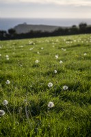 Dandelion seed heads in a field at Prawle Point, South Devon, UK