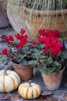 Autumn containers, with Carex comans 'Frosted Curls', red cyclamen, and ornamental squashes