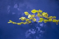 Corylus avellana - Hazel branch against a blue painted rendered garden wall