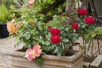 Rosa 'Precious Ruby' and Rosa 'Precious Amber' growing in a terracotta trough