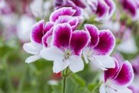 Pelargonium 'Gartendirektor Herman', decorative pelargonium, bears showy pinkish purple and white bicolour flowers.