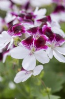 Pelargonium 'Australian Mystery', a decorative pelargonium, bears bicolour flowers in purple and white with serrated petals.