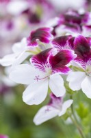 Pelargonium 'Australian Mystery', a decorative pelargonium, bears bicolour flowers in purple and white with serrated petals.