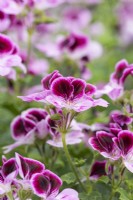 Pelargonium 'Ursula's Choice', an angel pelargonium that bears masses of lavender white-throated flowers, veined purple on the lower petals and with dark purple blazes on the upper.
