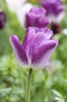 Tulipa 'Shirley', a colour changing Triumph tulip with colouring that changes according to the weather.