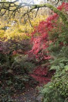 A curved path, covered in bright red, fallen acer palmatum leaves, winds through a ravine with ferns lining either side and a tiny rivulet runs to the right of the path. The Garden House, Yelverton. Autumn, November