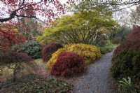 A gravel path curves into an acer glade with a variety of acers in varying autumn colours and foliage. The Garden House, Yelverton. Autumn, November
