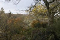 An autumn view at The Garden House, Yelverton. Autumn, November