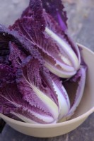 Chinese Cabbage - Brassica rapa Merlot in November