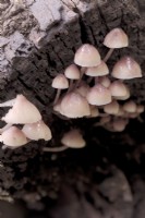 Mycena inclinata fungi growing on a rotting Oak branch in October