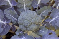 Brassica oleracea var. italica 'Parthenon' brocolli calabrese in autumn - November