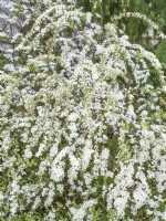 Spiraea thunbergii, spring April