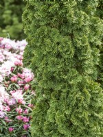 Thuja occidentalis Zmatlik, spring April