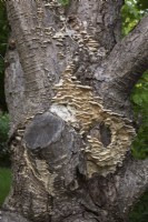 White flat mushroom growth on Corylus colurna 'Te Terra Red' - Turkish Hazel tree trunk in summer.