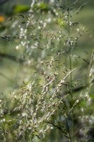 False Oat Grass, Arrhenatherum elatius