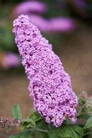 Buddleja Rocketstar Flamingo