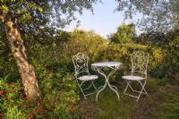 Mediterranean garden view with mass planting of drought tolerant plants, bushes and trees as grass, Salvia greggii 'Royal Bumble' or Baby Sage is on the left Quercus suber or Cork Oak tree and a romantic setting with table and chairs. 

Italy, Tuscan Maremma, Orbetello
Autumn season, October
