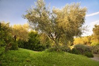 Mediterranean garden with old Olive tree, Olea Europaea.
Ground cover - Arctotheca calendula, Arctotheca prostrata.

Italy, Tuscan Maremma, Orbetello
Autumn season, October
