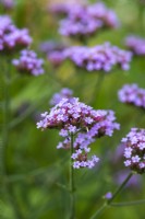 Verbena bonariensis, a lanky, self-seeding perennial with luminous purple flowers from May until winter.